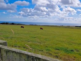 Cows