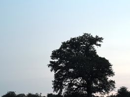 Tree/sky