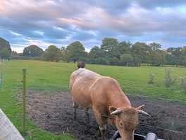 Friendly cattle