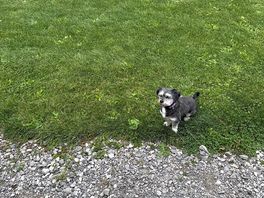 Dog friendly