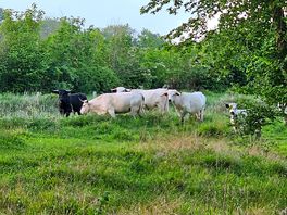 Cattle