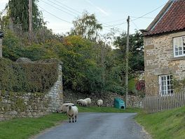 Sheep roam through the village