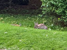Morning neighbours