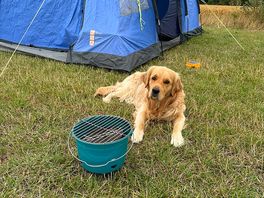 Dog guarding bbq