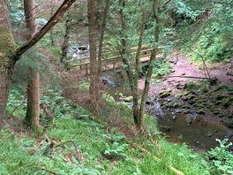 Woodland walk