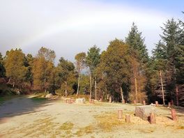 Pitches among the trees