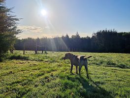 Puppy loves the horses