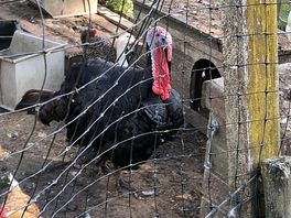 Animals
