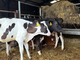 The calves in the barn