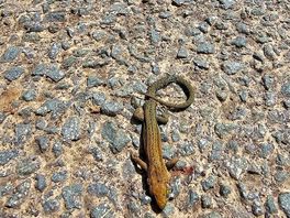 Dead nature on road