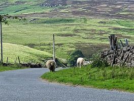 Sheep