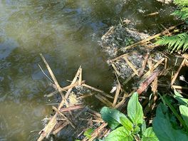 Tadpoles in the pond
