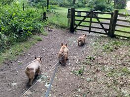 The dogs loved it