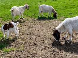 More gorge goats!