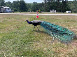 The peacocks