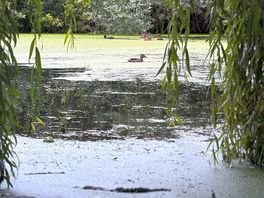 The lake