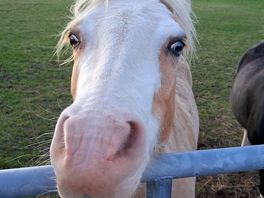 The resident ponies are very friendly!