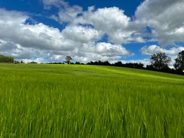 Barley field next to the site