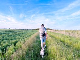 Gorgeous dog walks