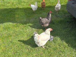 Resident chickens which are super friendly