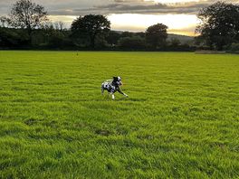 Ozzy living the best life with excellent views
