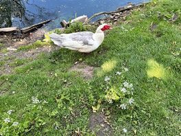 Another duck