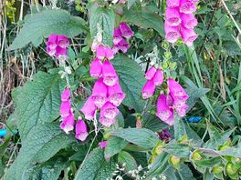 Flower around the campsite