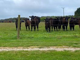 The neighbours