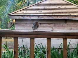 Early morning visit from a robin