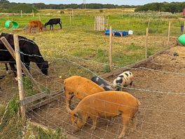 Animals