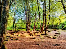 Gorgeous walk in the forrest next to the site