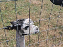 Alpacas 4