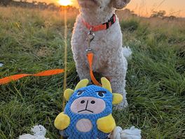 Dog friendly site