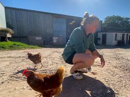 The chickens that layed our breakfast