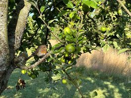 One of the many small birds seen around the campsite