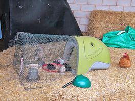 Daisy chick and the other chick's.