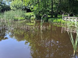 Another view of the pond