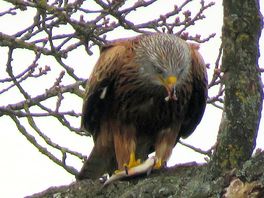 Great watching red kites