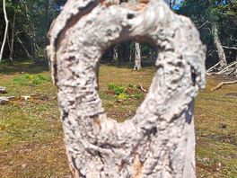 Natural art from the woodlands