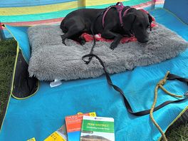 Sleeping dog after a long walk