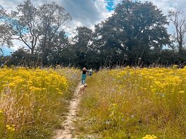Wild flowers