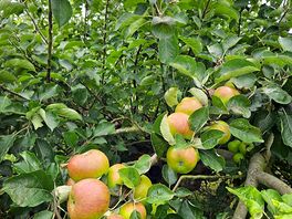 Apple trees