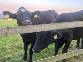 Cows