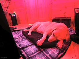 Worn out dog after hours of fresh air.