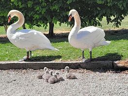 Swans with cygnets