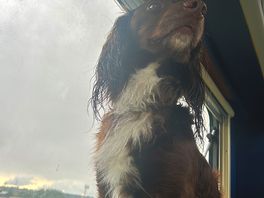 Dog enjoying the views
