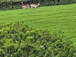 Deer