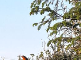 Robin at our pitch