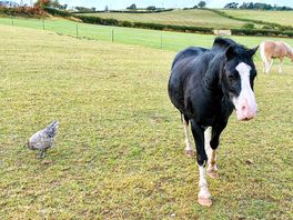 Animals
