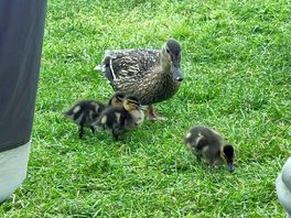 Morning visitors.